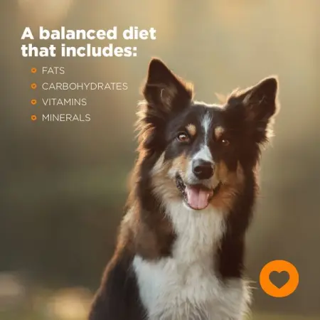 COMPLETEPETFOOD.CO.ZA
Pet Nutrition by Pet People
Learn More
 