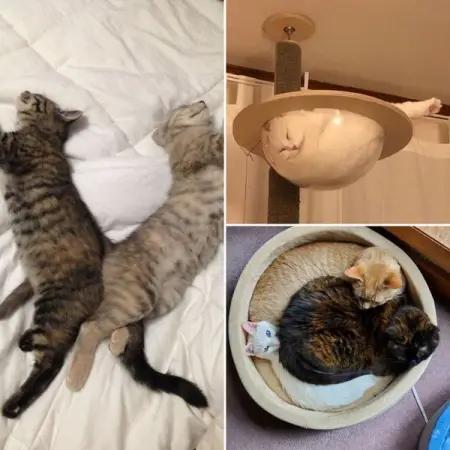 From inside a box to the strangest positions, here are 45 photos of cats ca