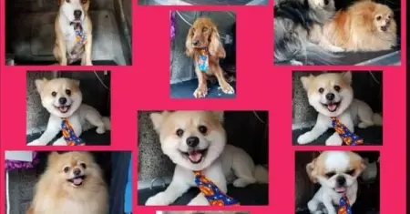 Pupparazzi - where every dog receives celebrity treatment!

Hey, we get it! Your pu