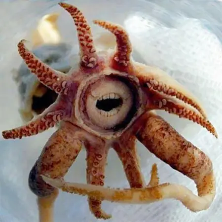 The unique characteristics of the octopus have led some researchers to an uncomfort