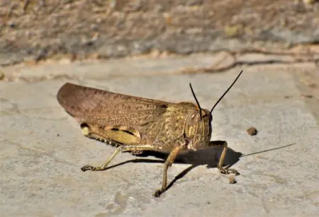 Somalia and the UNs Food and Agriculture Organization FAO launched a monitoring centre fo