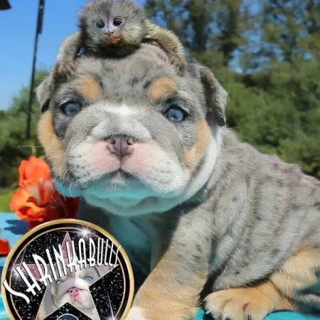  DO YOU LOVE PUPPIES?
New Orleans Canine Reproduction Clinic
Productservice,