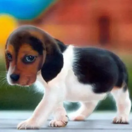 Deixa seu  para esse dog fofinho passando na sua timeline! Se voc gostou 