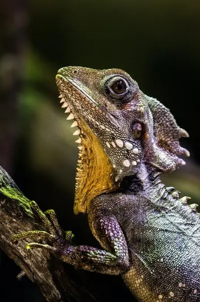 Last chance to sign up for our final Strategy Development for Wildlife Conservation 