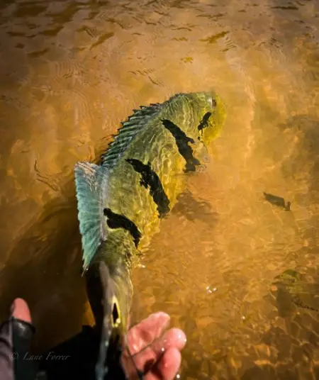 Let em go and let em grow the eastern part of Colombia has some of the best, yet relati