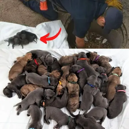 After Rescuing Them, Firemen Realized They Werent Puppies.

FOODISINTHEHOUSE.COM
F