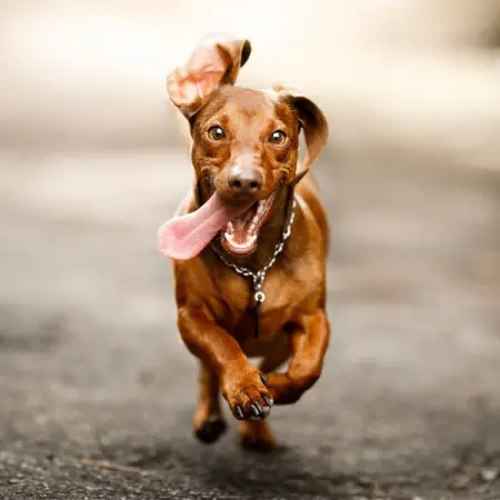 At EarthPet we have complete understanding and compassion for owners who lose a beloved p