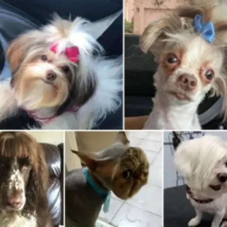 Some owners have shared what their beloved pets look like at the hands of amateurs with a sh