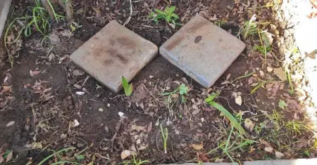 Terracotta Clay Pebbles - R50.00

My product is made from recycled terracott