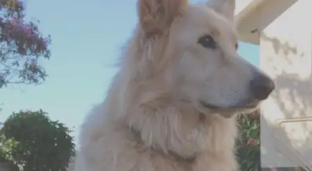 East London family relieved to have Alaska back on the farm after her headline-grabbing