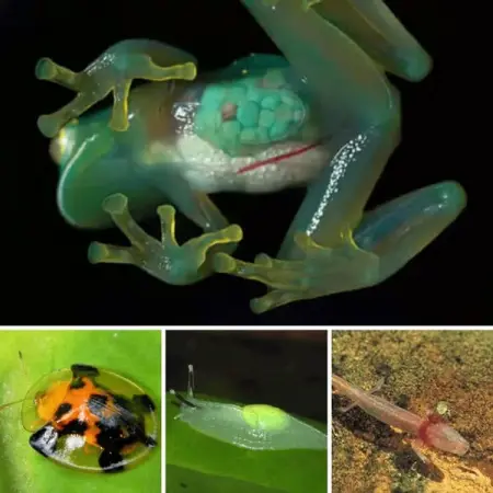 Here is a list of natures transparent animals.
THETECHNODROM.COM
40 Unique See-Throu