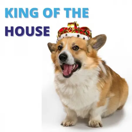 No matter your pets personality, weve got them covered with PAWSOME Pet Insurance 

Auth