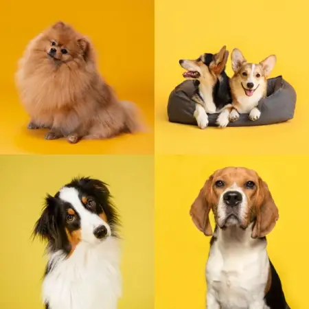 Get Insurance for your pet from only R70pm.

 Accident cover
 No pet age limit
 No waiting