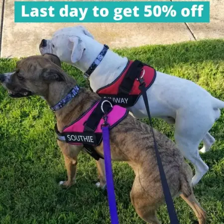  I rescued a dog in june of last year. He didnt know how to wear a collar, le