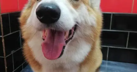 Luxury Dog Grooming  Retail products
API.WHATSAPP.COM
Coco Canal Luxury Dog Grooming
