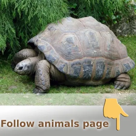 Welcome to Wildlife - Animals World. Please Likefollow Facebook page 
We m