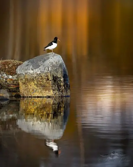 Resting before flying south. Picture taken this spring from a pier, th