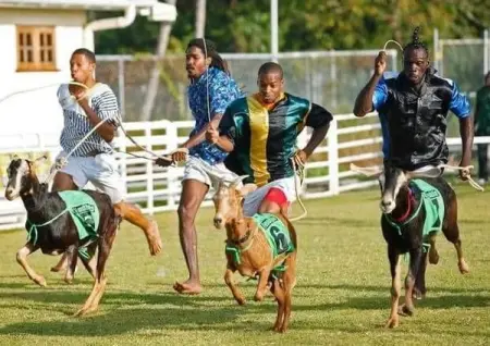 As race day is on the horizon, our goats are now entering their final s