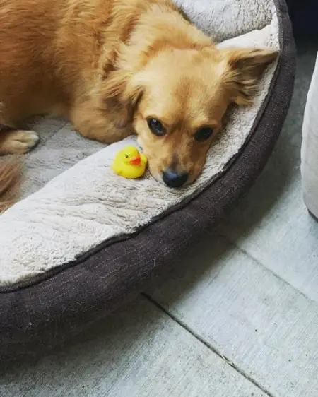 

.
.
.

dog queen princess bark instagood happy pet queenelizabeth love instad