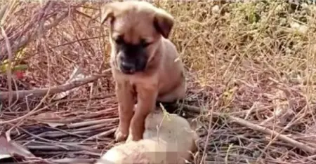 Forsaken Pup Cried For His Sister To Wake Up, Put His Paws On Her Little