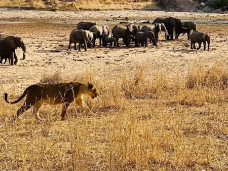 What animal is called king of the jungle?

Traditionally the lion has 