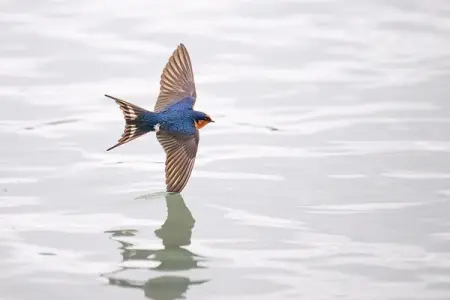 Review of the Nikon Z9 for Bird Photography after 8 months. The great, the good