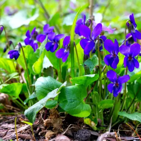 TNNURSERY.NET
Violet  5 for 14.99
They fit well in most home and office cond