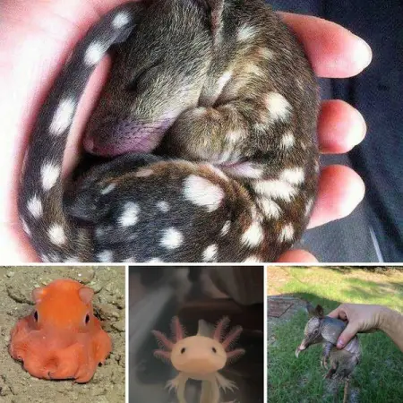 Here are some of the most unique animals that you never knew about. Or