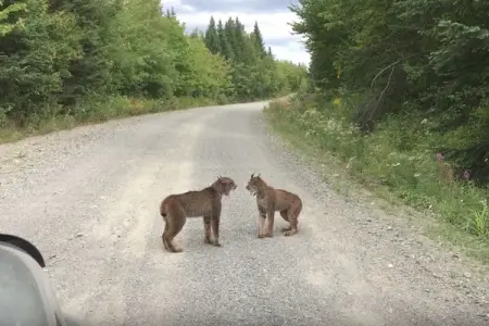 What are they talking about?
PDFFILLER.COM
Two wild lynx yowling at each other wi
