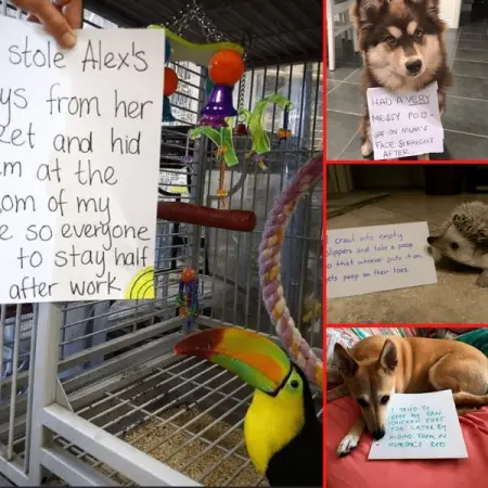 The only thing that pet owners dont talk about often is that even though pets ma