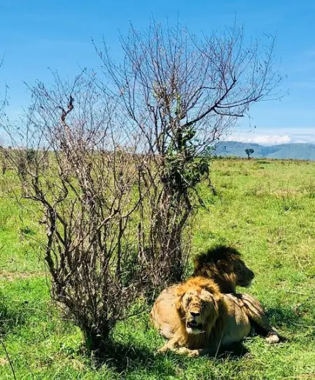 They are trying to avoid the hot sun all they have is this shrub to rest