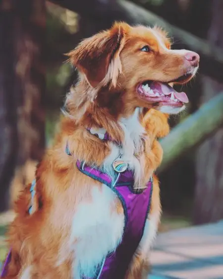Because a comfy dog is a happy dog! Our famous Padded Harness features a fleece lining fo