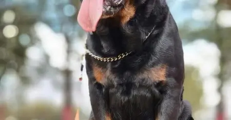 We offer training facilities for K9, with our instructors adapting to every K9s specific n