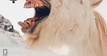 Fizique Pets is a manufacturer and supplier of Pet Health and Agility equipment. 