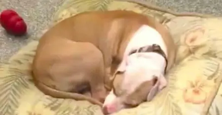 Sad Shelter Dog Thinks Its Another Lonely Day, Didnt Know His New Mom 