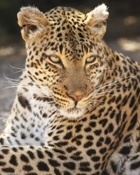 THELASTWORD.CO.ZA
Celebrate a special occasion
with a safari getaway
Learn 