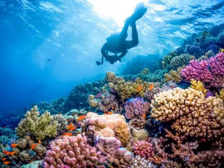 The red sea is home to some of the most beautiful coral reefs in the worl