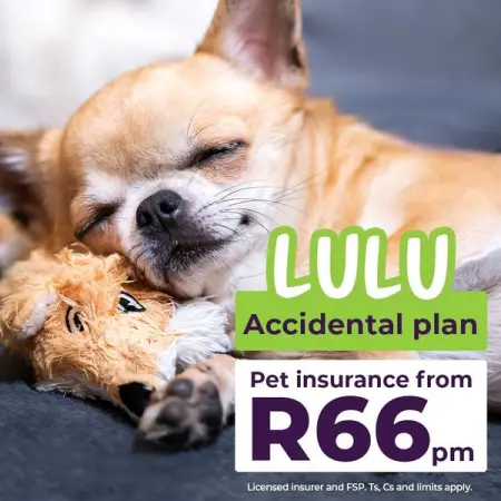 Get the insurance you need to cover unexpected vet bills. We have four plans to 