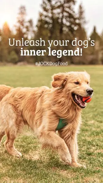 Ever wondered what your dogs are saying to each other? Well now you know 

JOC