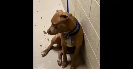 The animal shelter made headlines with their response back.