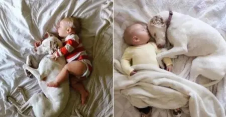 Frightened rescue dog finds comfort in her 11-month-old loyal friend
We Love Dogs
Ma