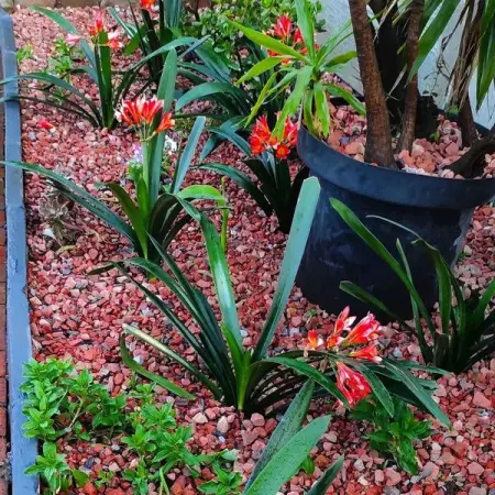 Terracotta Clay Pebbles for your garden - R50.00

We manufacture and d