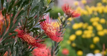 Indigenous, hardy, beautiful - and now, on sale! Shop our fynbos special 