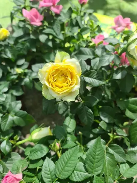 No one knows who they work for is a phrase that has always been used to illustrate 