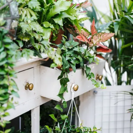 POTSHACK.NETBLOGSHOUSEHOLD-GARDEN
Get Your Home Jungle With These Plants
Lea