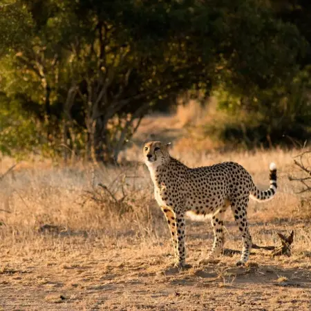 Fewer than 7,000 adult cheetahs live in the wild, and even though international