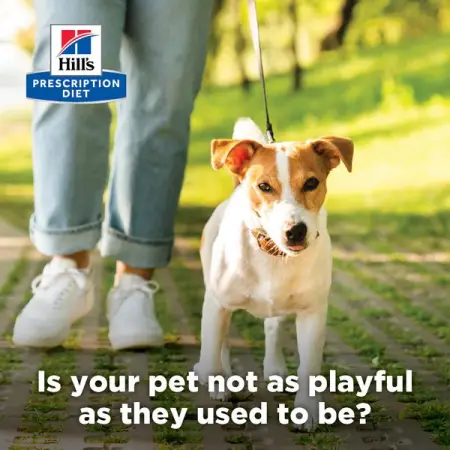 The signs of arthritis in pets are not always that obvious
HILLSTRANSFORMINGLIVES