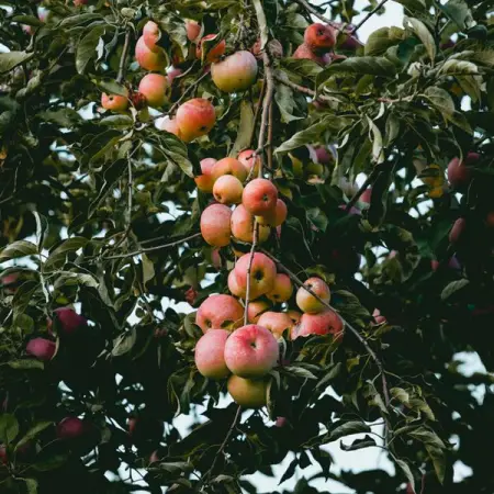 POTSHACK.NETBLOGSHOUSEHOLD-GARDEN
Easiest Fruit Trees To Grow
Learn More
 