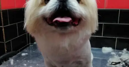 Luxury Dog Grooming  Retail products
API.WHATSAPP.COM
Coco Canal Luxury Dog Grooming
Lu