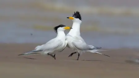 Fujian province is home to abundant forests and numerous rare wild birds.
Fu